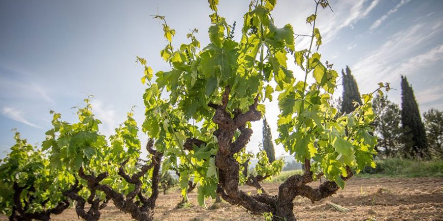 Bodega El Paratge