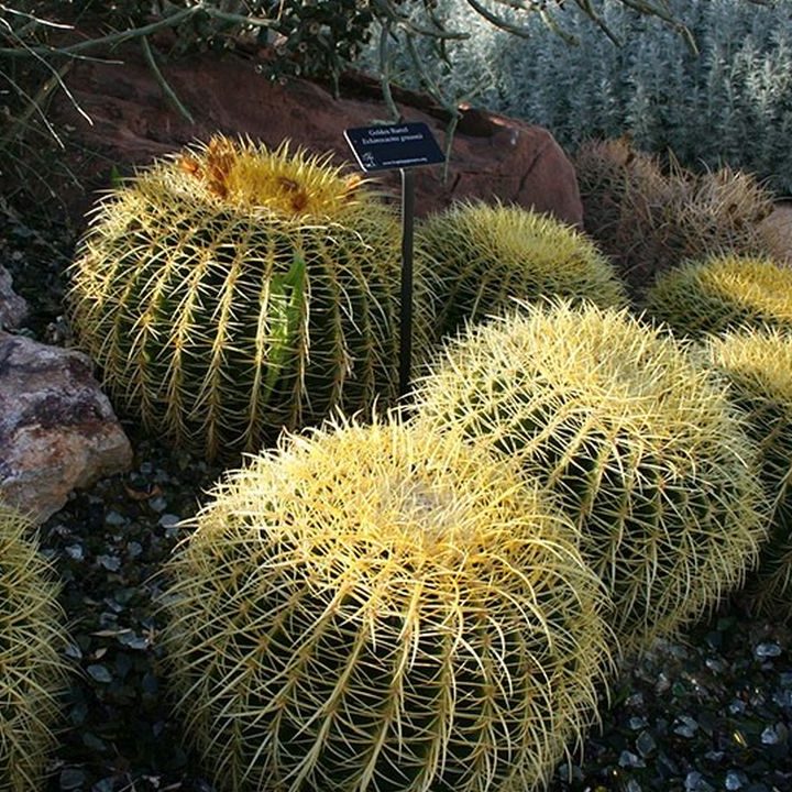 EL BARRIL DE ORO.